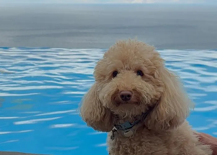 ​le Grand Bleu 5* 데르베니